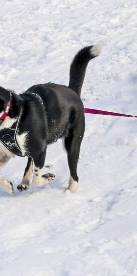 Kind und Hund spielen ausgelassen im Schnee einer Winterlandschaft 