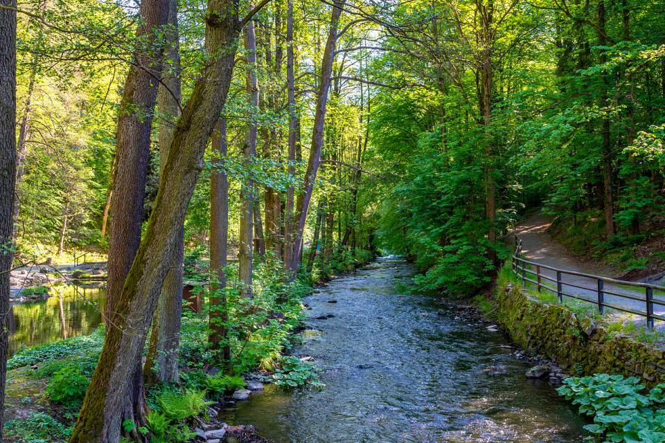 Waldpfad entlang eines kleinen Bachs im Fichtelgebirge