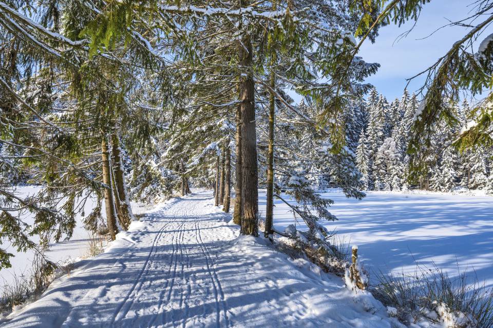 Winterweg durch schneebedeckte Bäume im Fichtelgebirge