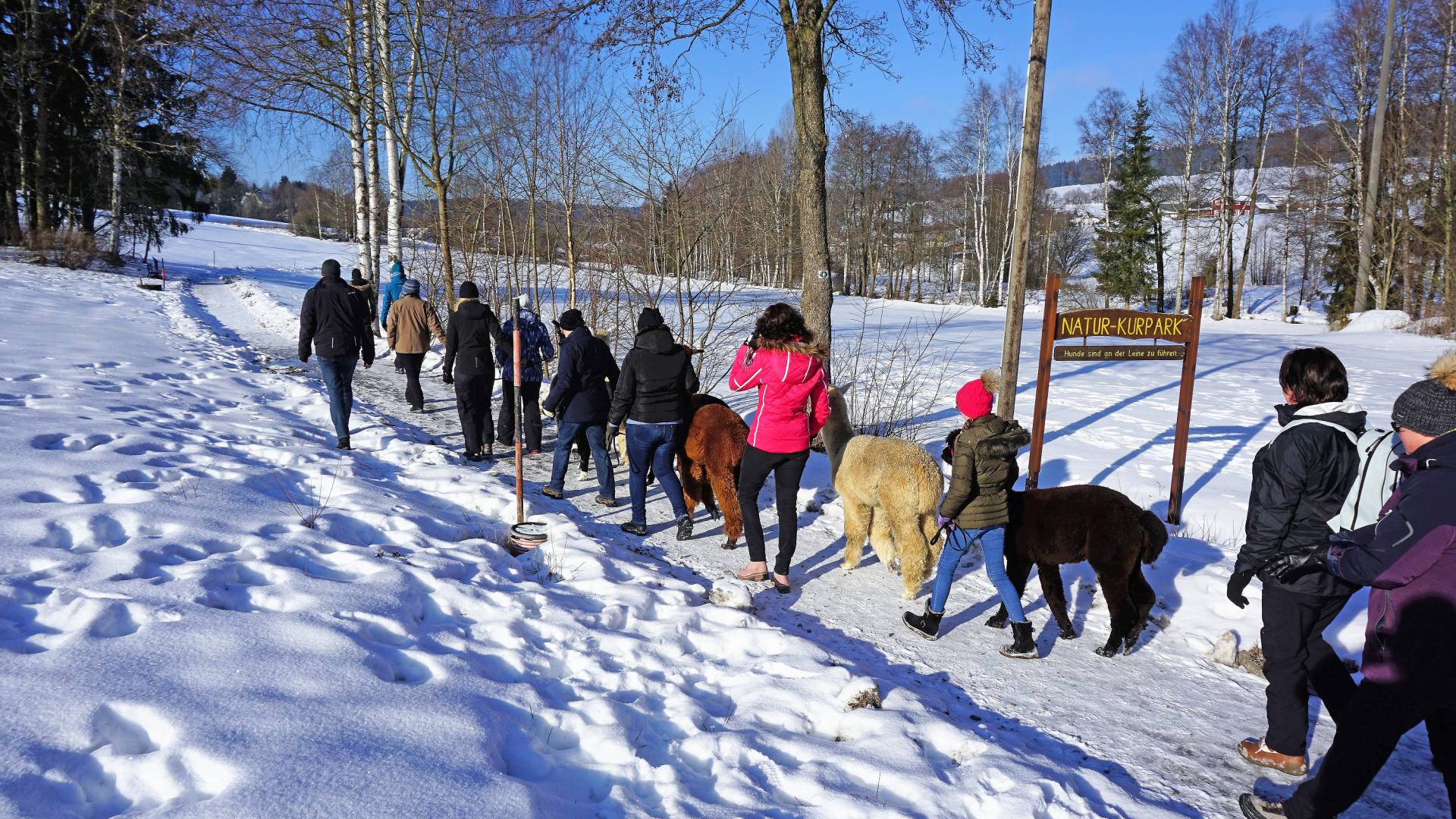 Alpakawanderung im Naturpark Fichtelgebirge